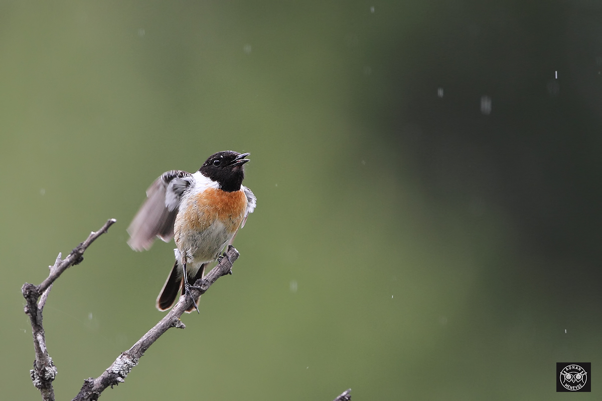 Siberian Stonechat